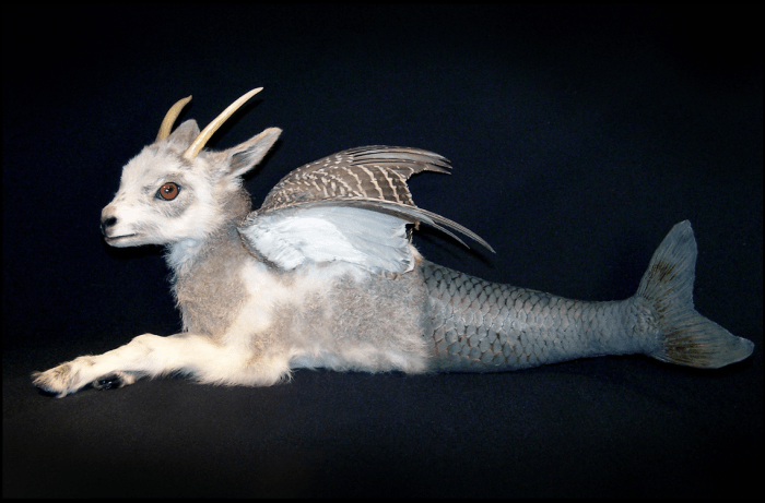 Taxidermy cat walter cats potter victorian friends saved google