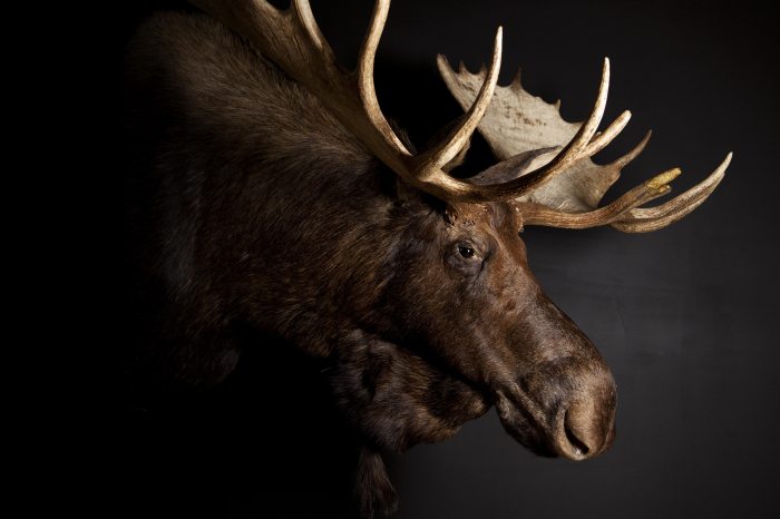 Top taxidermists world pretoria paris meet share article