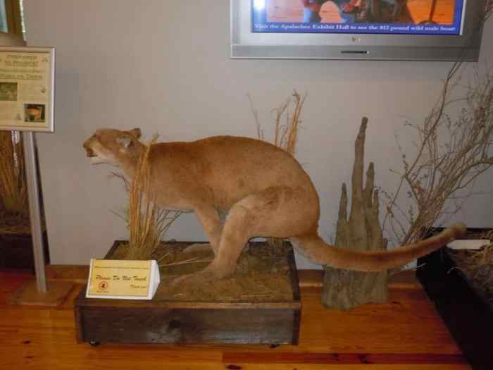 Preserving History: 5 Ways Taxidermy Contributes
