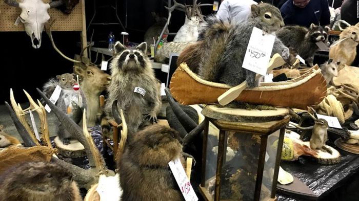 Taxidermy Costs: 4 Factors That Influence Pricing