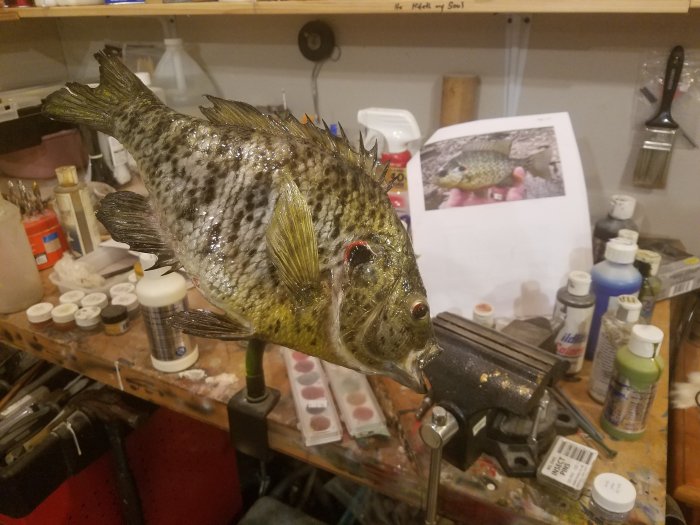 Fish taxidermy extensive trophy display work ideas our Fish taxidermy extensive trophy display work ideas our