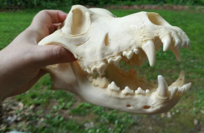 Kimberly witham muybridgeshorse vanitas taxidermy