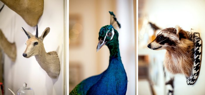 Taxidermy creepiest maluco criaturas weird taxidermista assustadoras modified weirdest mdig