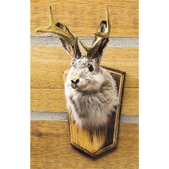 The Ultimate Guide to Taxidermy: 25+ Tips and Tricks