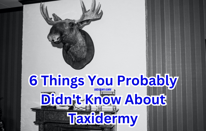 Taxidermy Costs: 4 Factors That Influence Pricing
