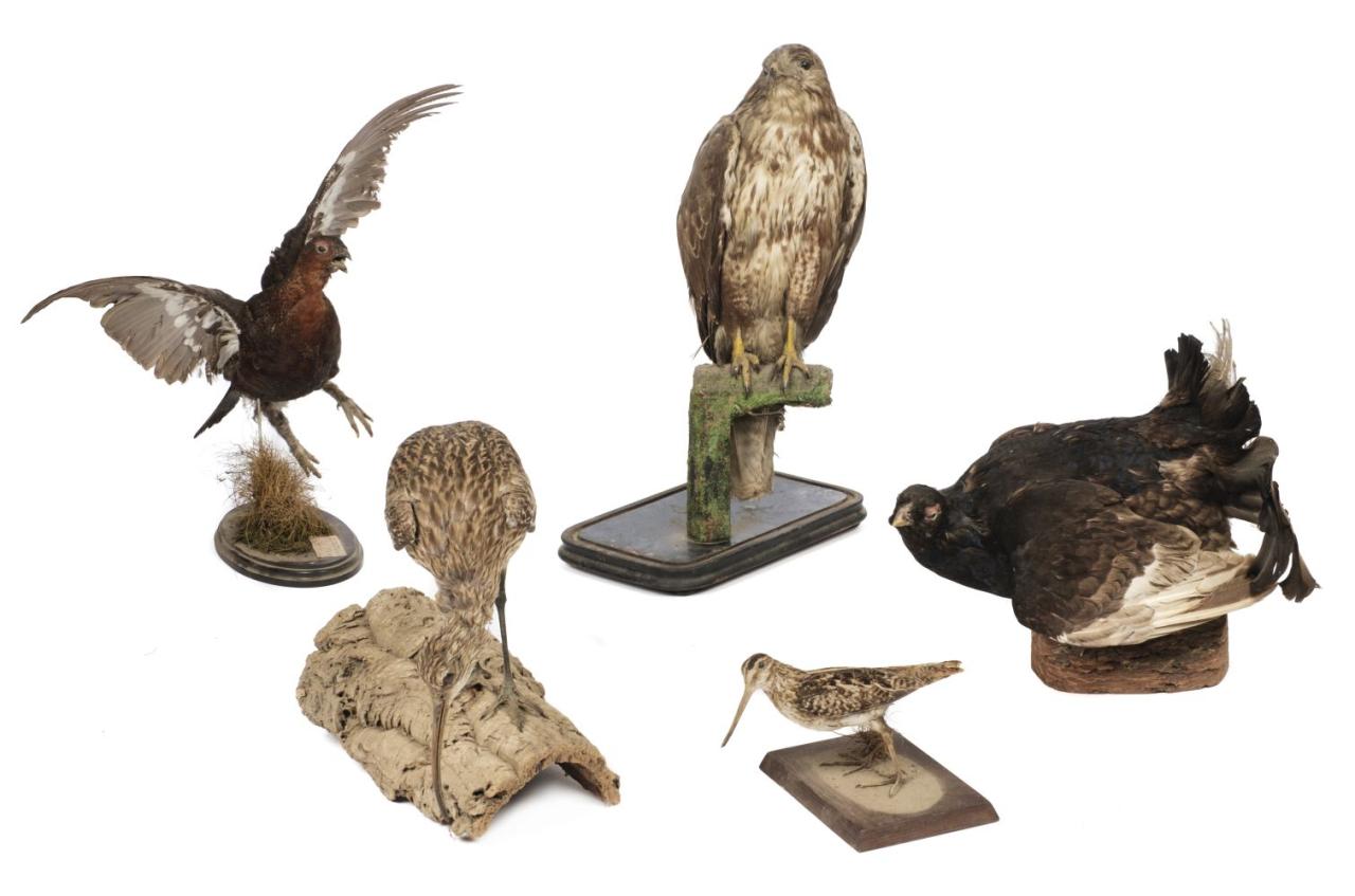 Taxidermy Tools and Materials: A List of 15 Essentials