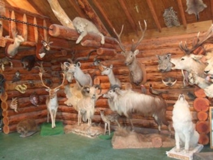 Taxidermy collection museum