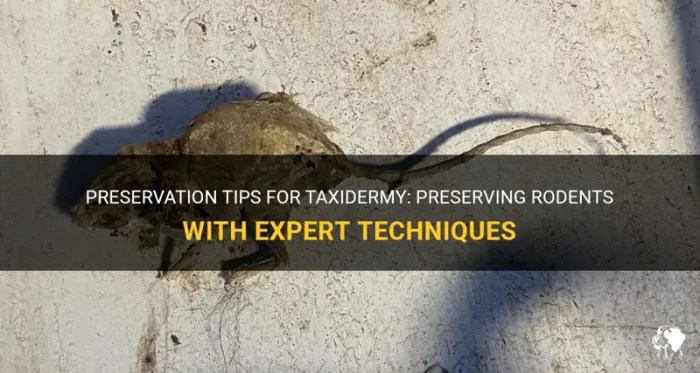 Advanced Taxidermy: 6 Techniques for Expert Results