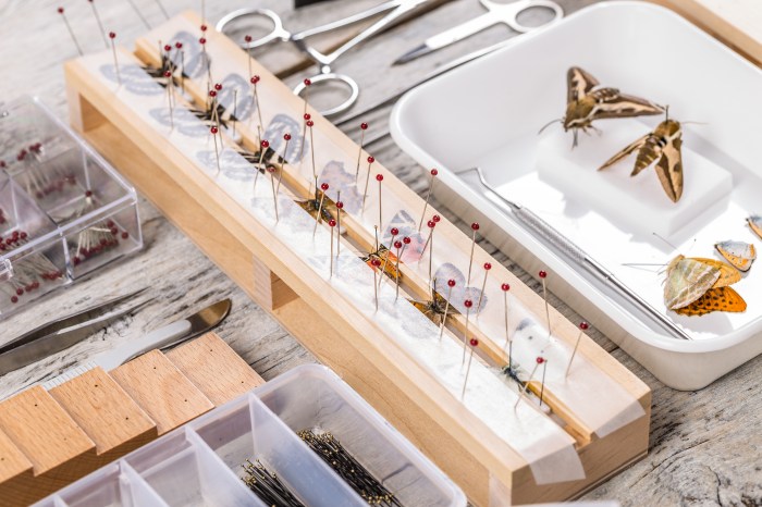 Taxidermy insects works natural history scientists butterflies