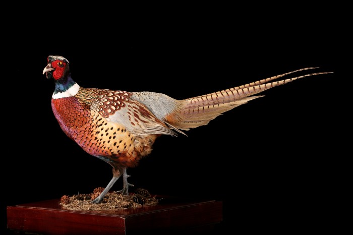 Taxidermy upholstery sculptures jelinek kelly trophies popmule vuing bunte tierskulpturen cabezas