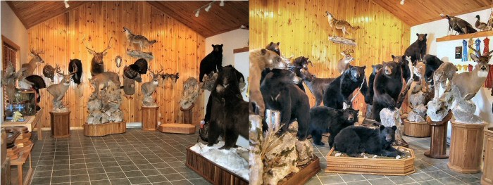 Preserving Memories: 5 Reasons to Choose Taxidermy