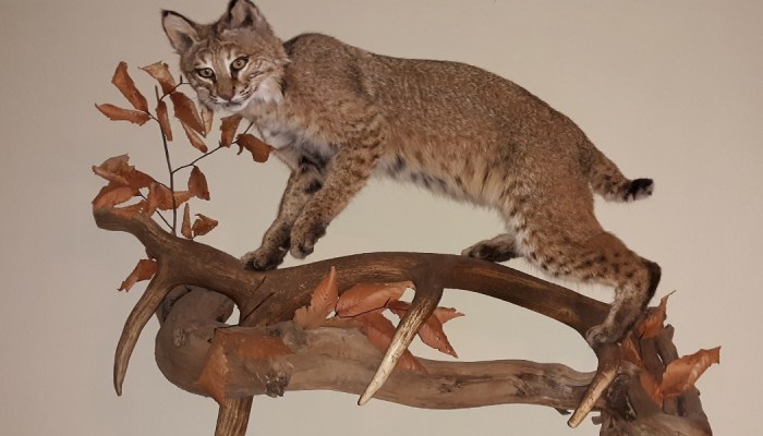 Taxidermy bobcat wildlife