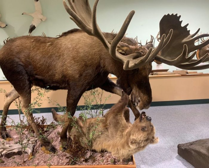 10 Must-Know Taxidermy Techniques for Lifelike Results