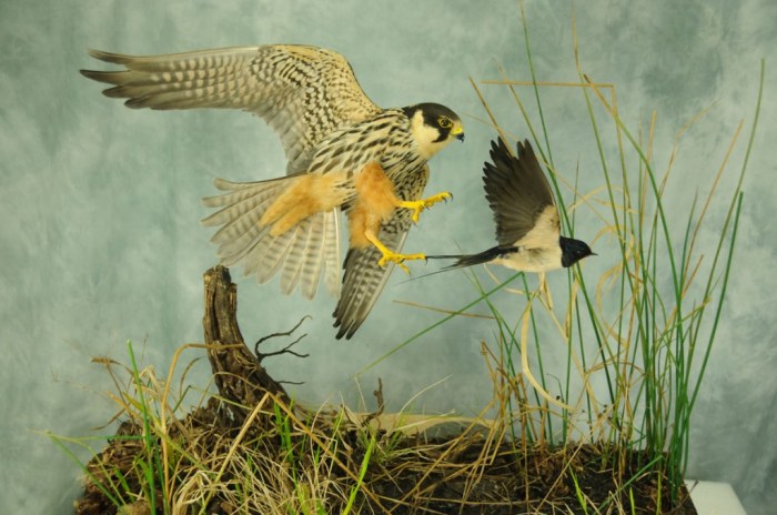 Taxidermists york taxidermy person