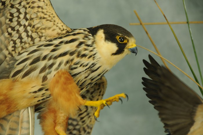 Hobby taxidermy falcon bird falco subbuteo swallow chasing