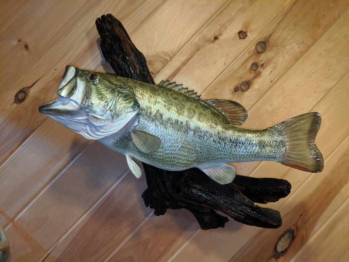 Taxidermy info Taxidermy info