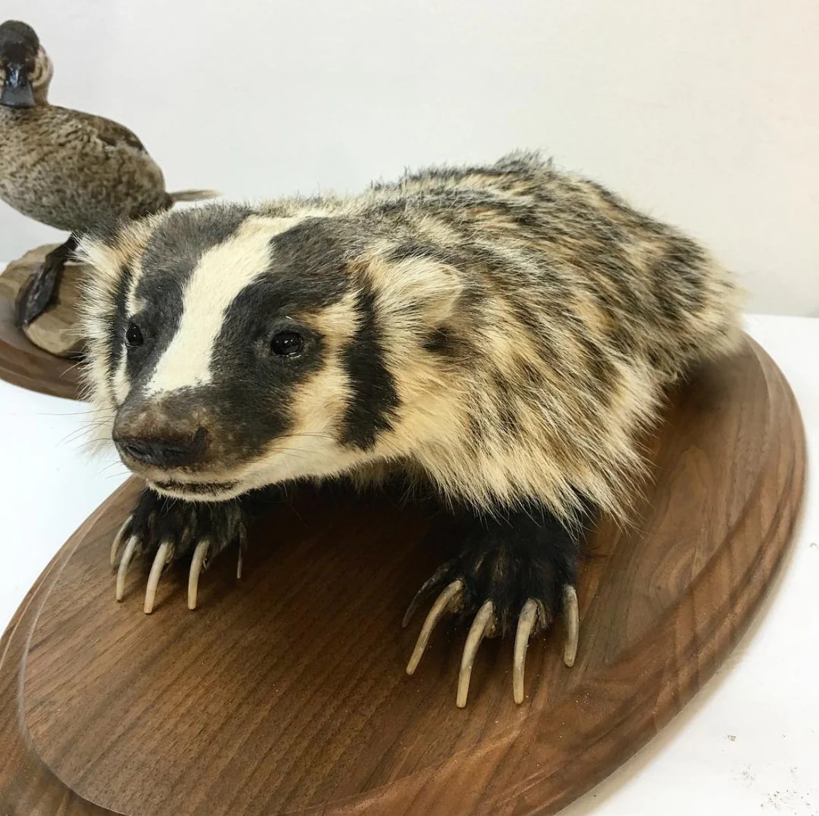 Taxidermy taxidermist wisconsin mail information me