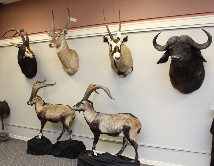 Taxidermy: A 12-Week Course for Aspiring Professionals