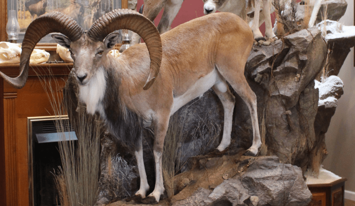 Wolpertinger taxidermy creatures mythological mythical oddities weird cryptids