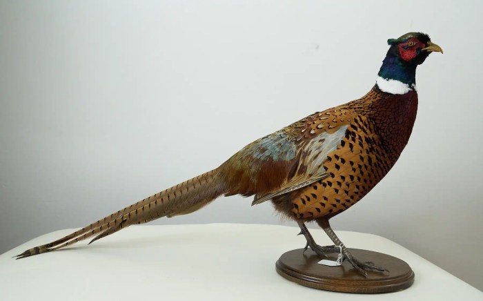 Dinosaurs taxidermy enquiries regarding