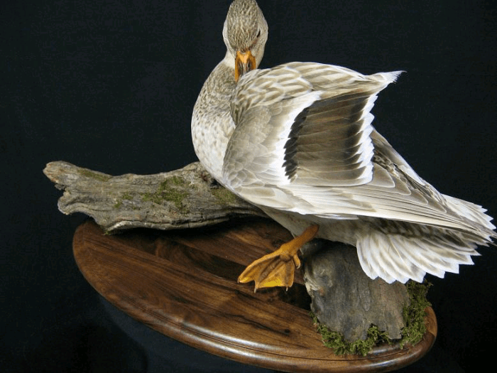 Learning Taxidermy: 10 Benefits Beyond the Skill