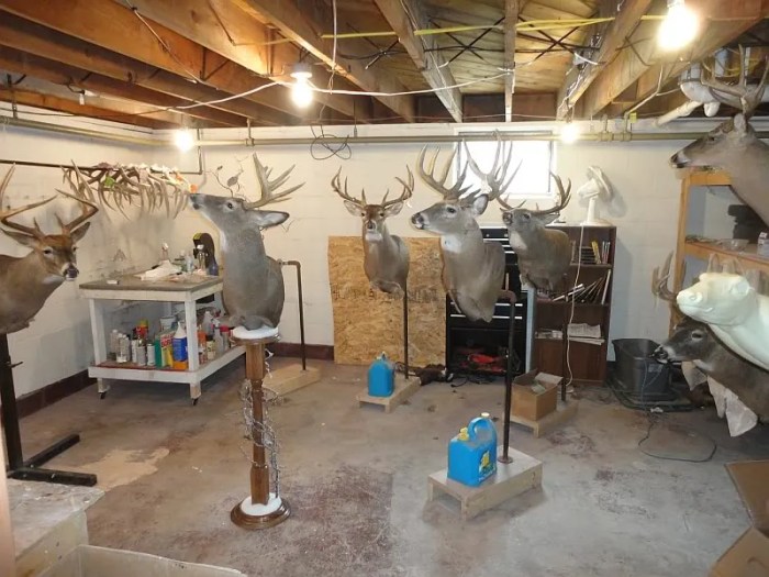 Taxidermy: A 12-Week Course for Aspiring Professionals