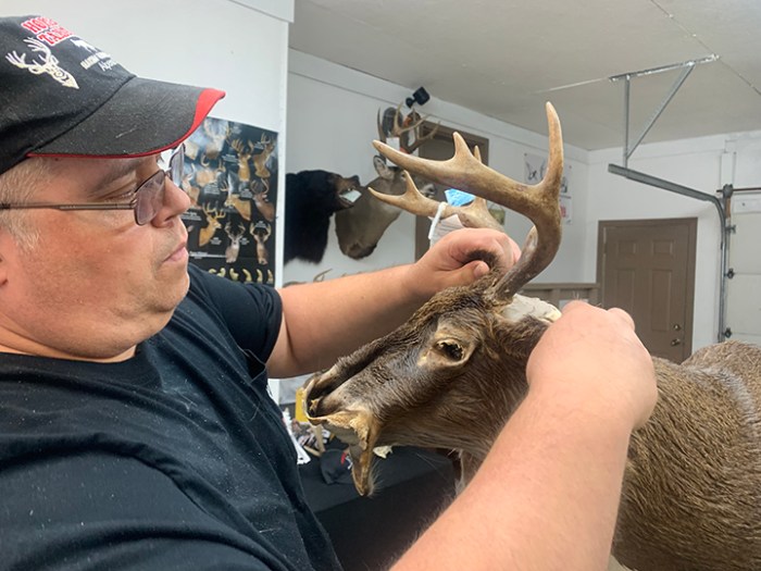 The Ultimate Guide to Taxidermy: 25+ Tips and Tricks