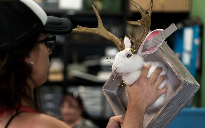 Interest taxidermy rising take young cronkite attaching tuck underneath