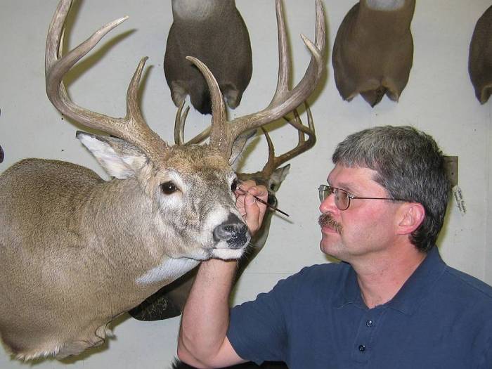 Taxidermist when lifetime devotes palmer still life larry golden he sent since kit been off has was