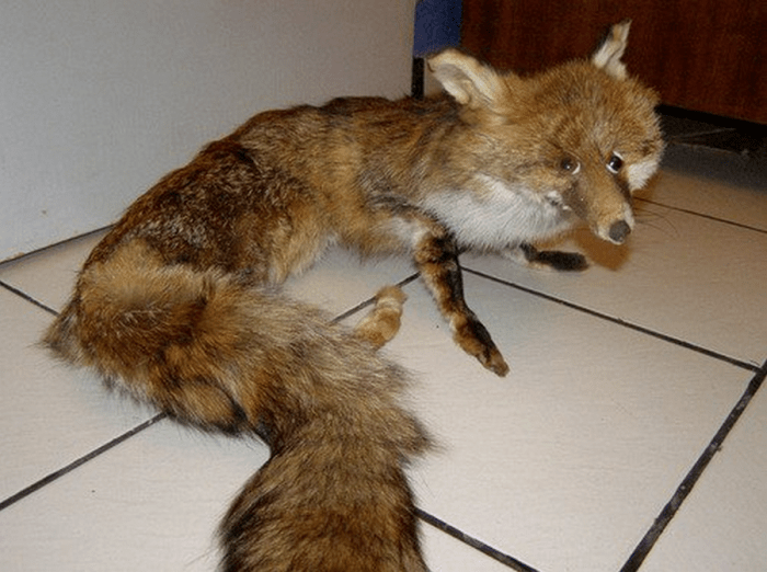 Taxidermy funny fails beer deer bear mounts wtf imgur animal animals part memes bad cringeworthy sale mount nightmares waiting creep