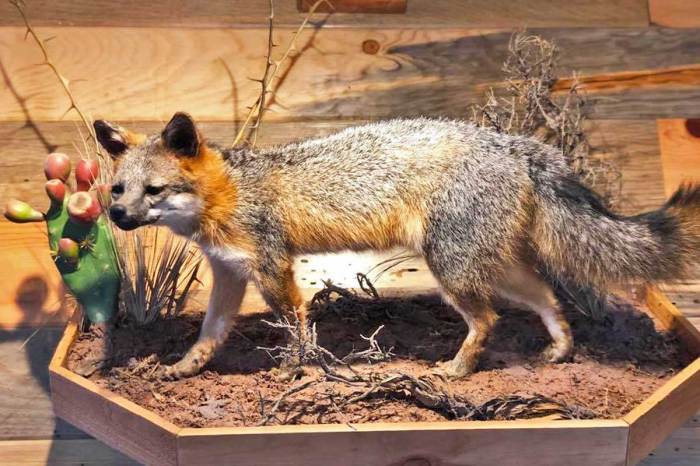 Taxidermy rat Taxidermy rat