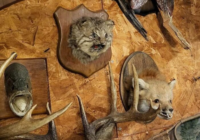 Taxidermy wrong gone examples disturbing sheknows