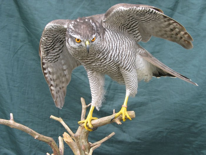 Mastering Bird Taxidermy: 10 Advanced Techniques