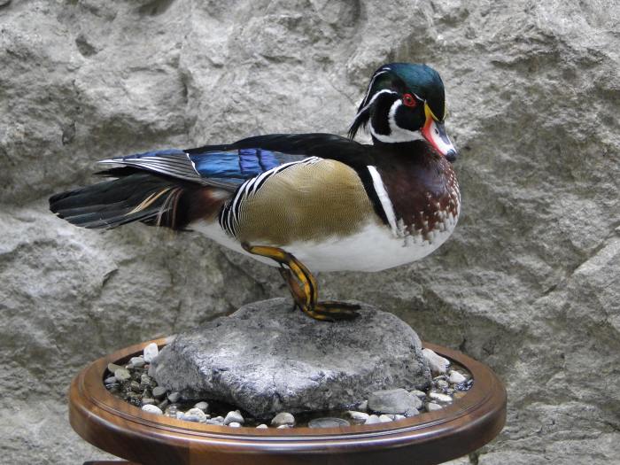 Bird mounts taxidermy