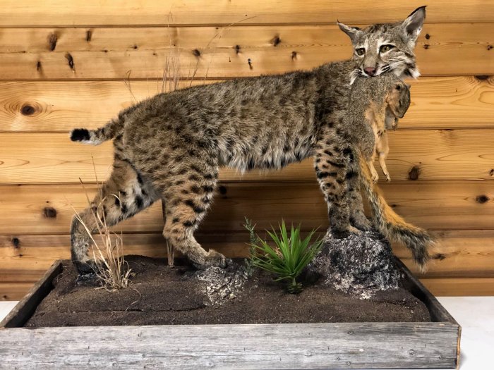 Taxidermy faces taxidermied clark terrifying juxtapoz ufunk