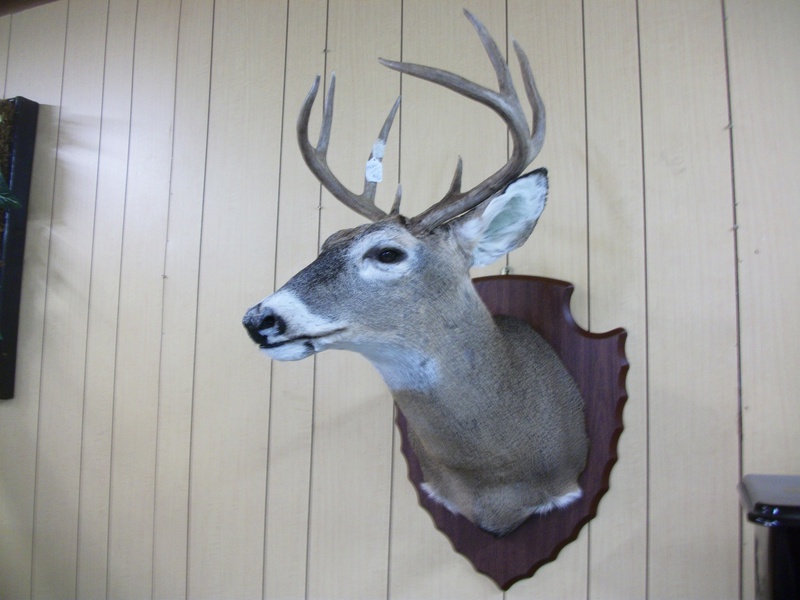 Taxidermy and Wildlife Rehabilitation: 5 Connections