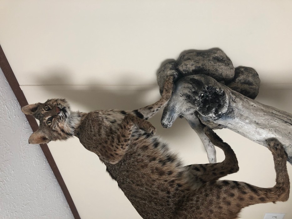 The Emotional Side of Taxidermy: 6 Personal Stories