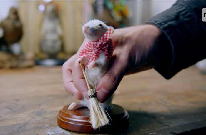 Trophy eland pedestal taxidermy mount derby lord cape highveld taxidermists giant ironwood rooms choose board