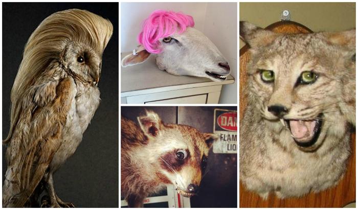 Taxidermy wrong goes looks when like what