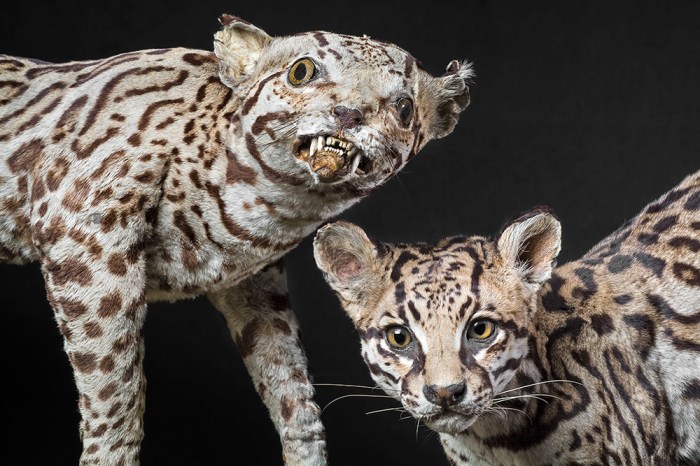 The Complete Guide to Taxidermy: 50+ Species Covered