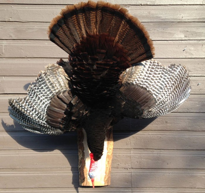 Gobbling taxidermy turkey hq bird mounts stehling Gobbling taxidermy turkey hq bird mounts stehling