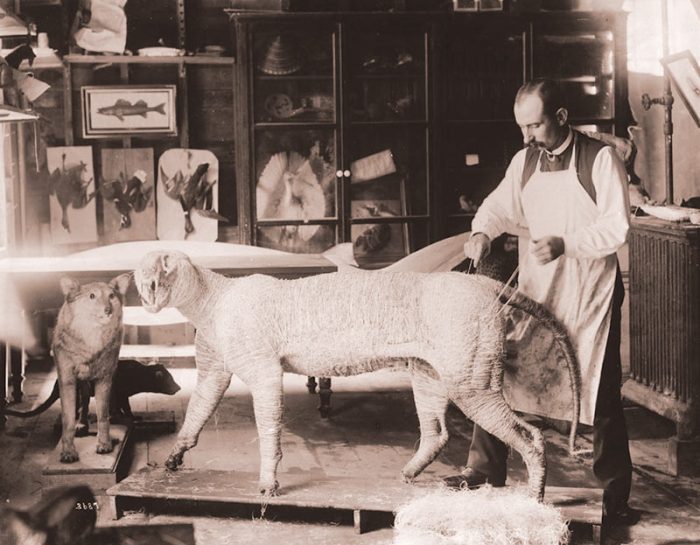 Ktuu alaska earthquake trophies toppled taxidermists