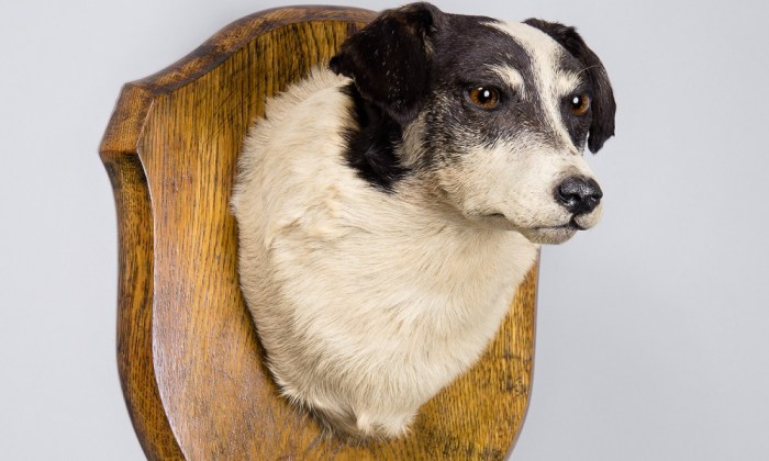 How to Taxidermy a Mammal: 7 Essential Steps