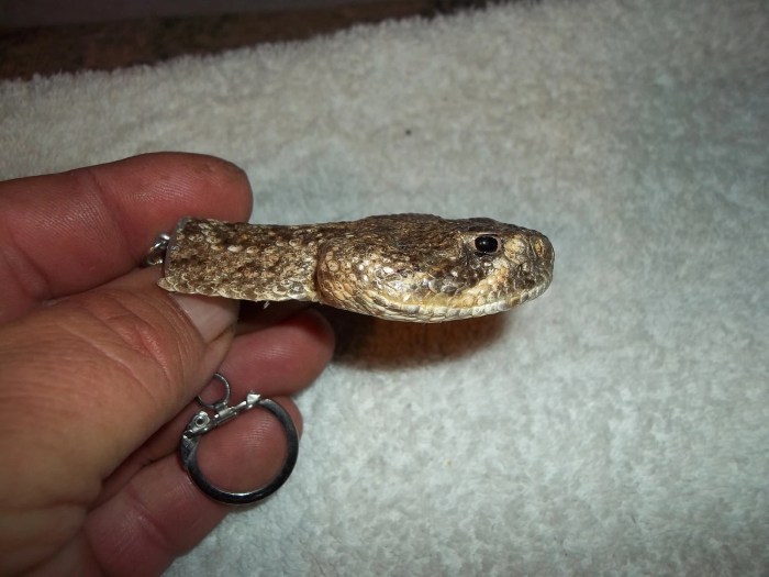 Taxidermy identify reptiles help some me can mb