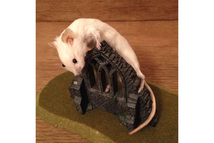 Taxidermy for Beginners: Start with These 3 Easy Projects