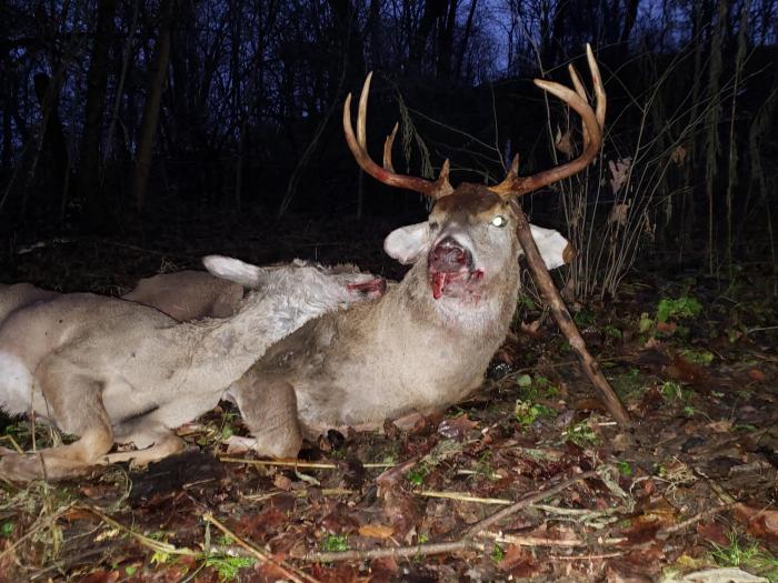 Taxidermy Safety: 9 Precautions to Protect Yourself