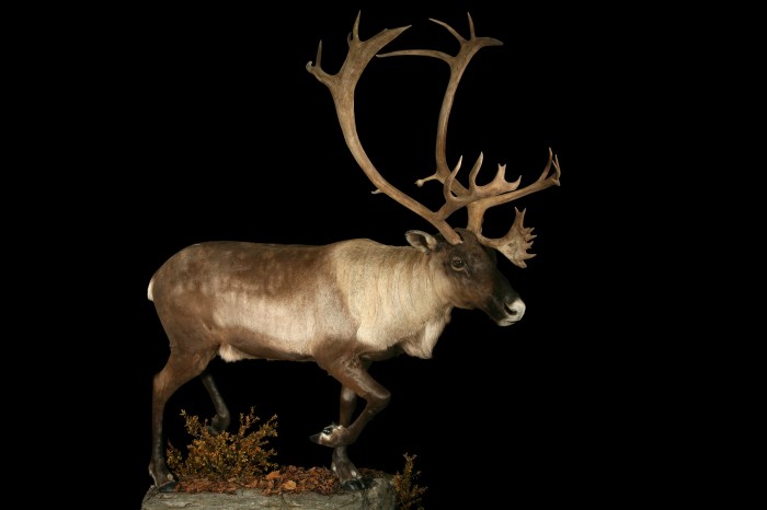 Mammal taxidermy