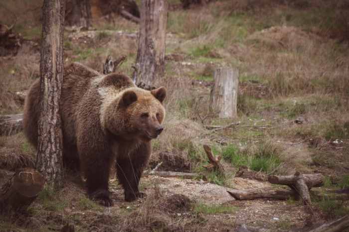 10 Must-Know Taxidermy Techniques for Lifelike Results