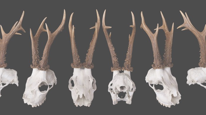 Taxidermy Tools and Materials: A List of 15 Essentials