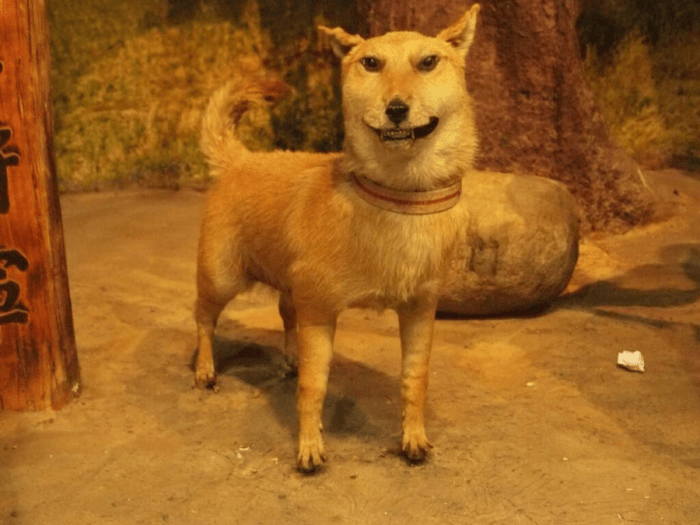 Taxidermy like fails horribly goes looks when what wrong bad fucking creations horrific hilarious klyker sad useless credit